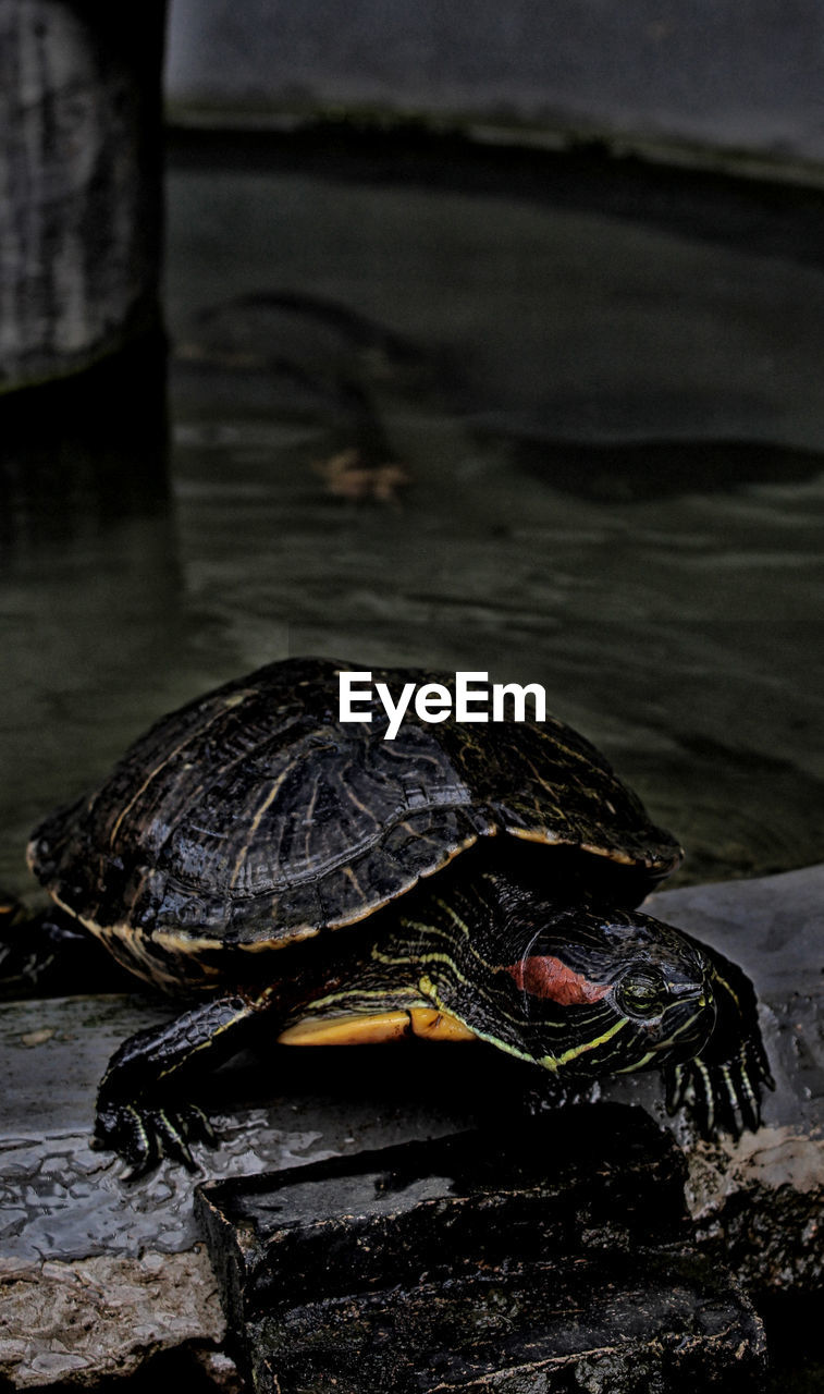 High angle view of turtle on rock by lake