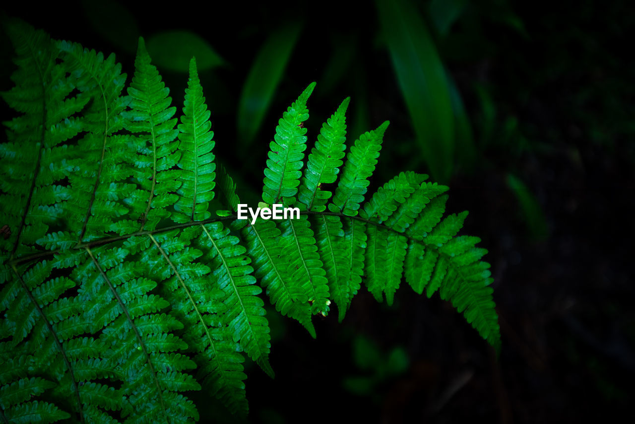 Group dark background of thriving fern with deep rich greens. concept of nature