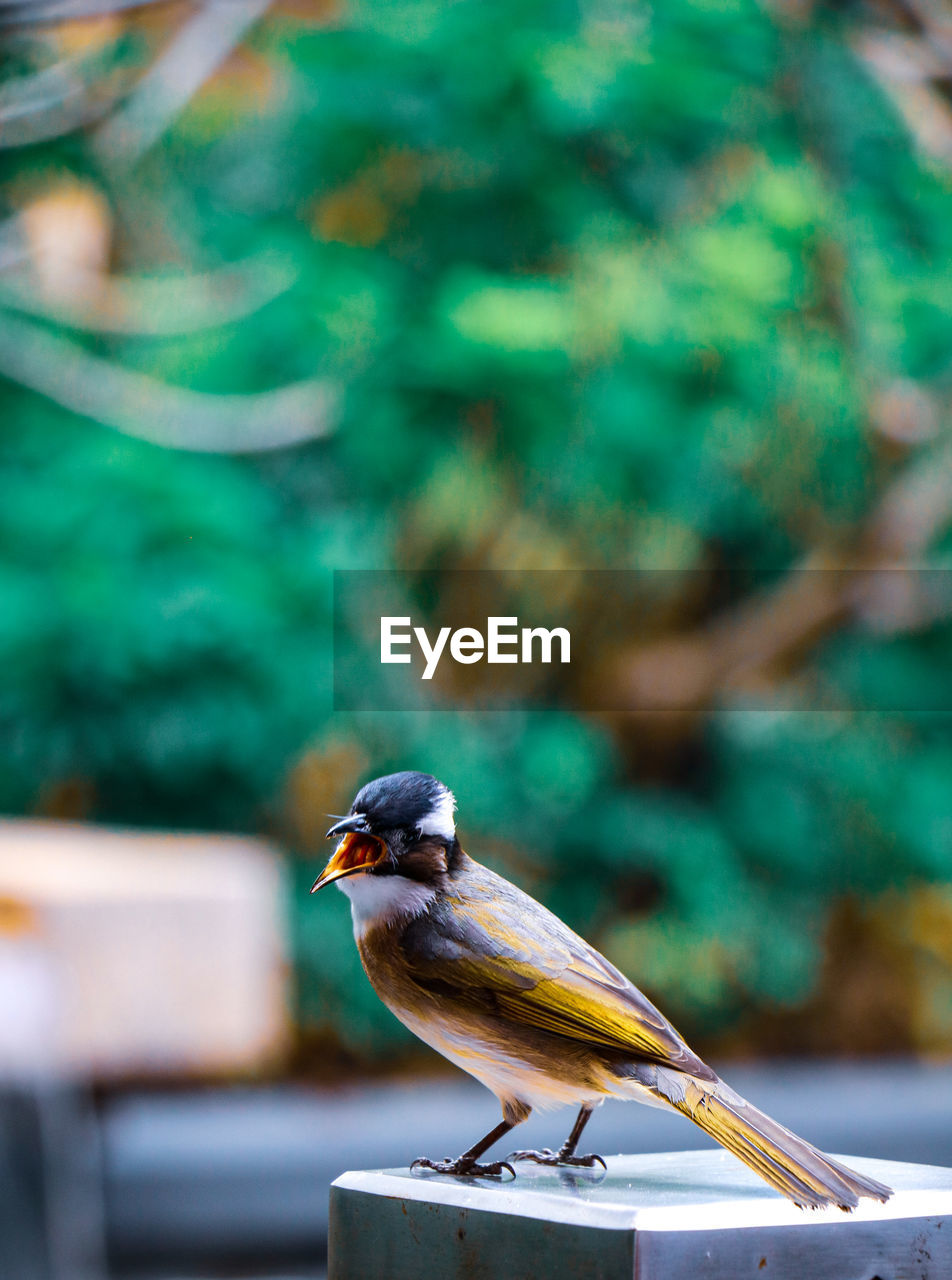 Close-up of bird perching