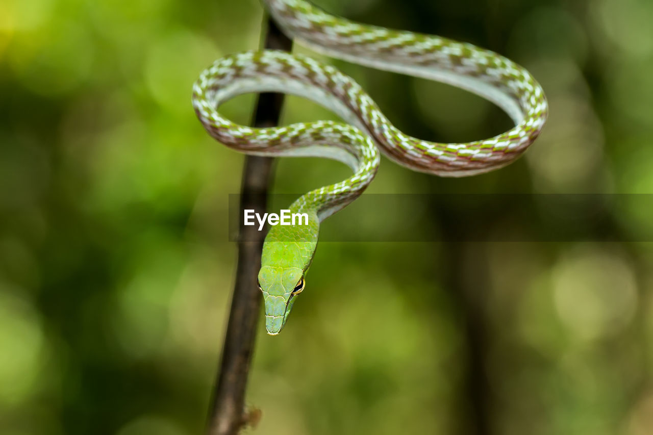 CLOSE-UP OF GREEN LIZARD