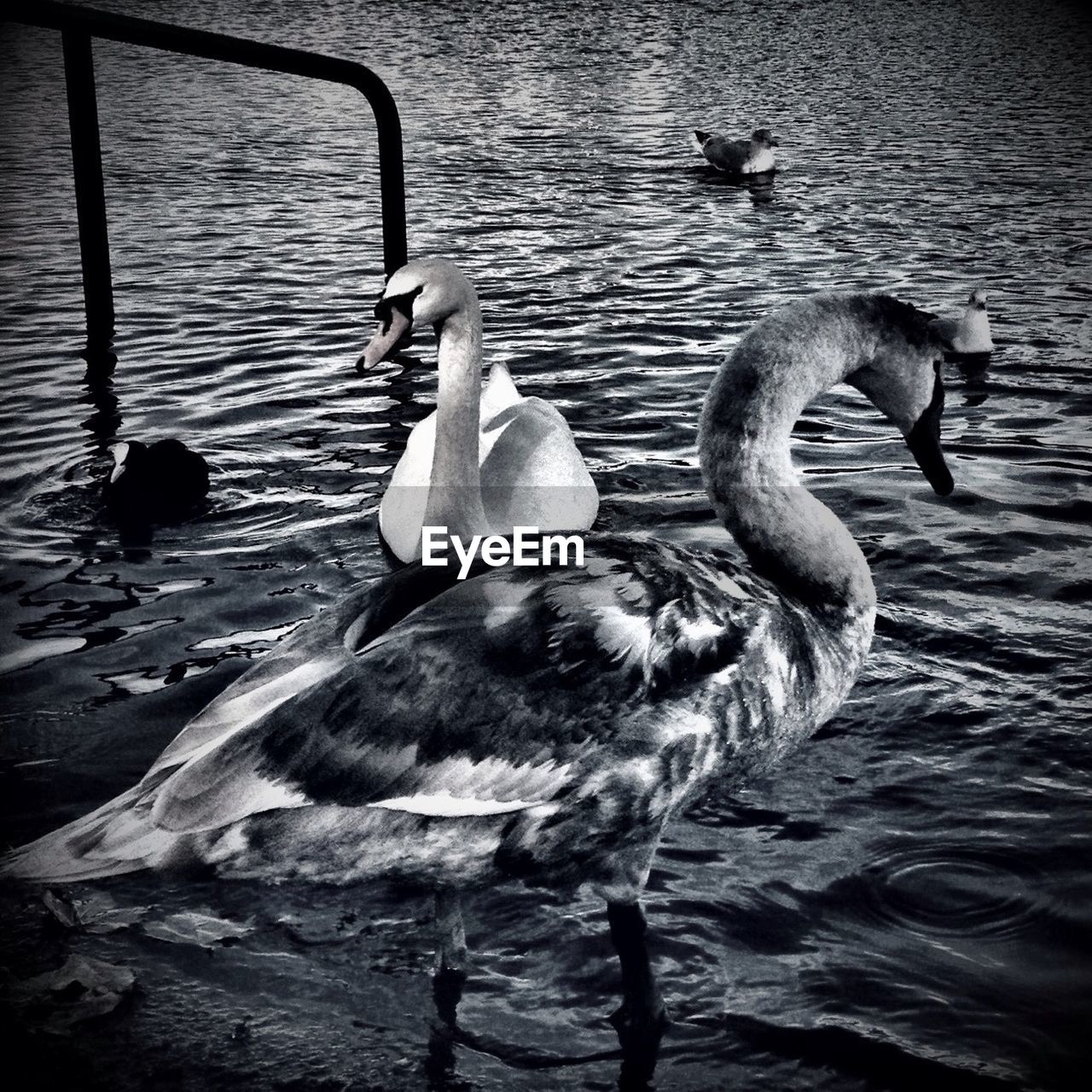 Swans swimming in lake