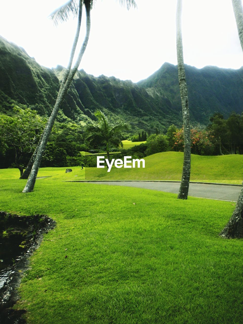 Trees in park near mountains against clear sky