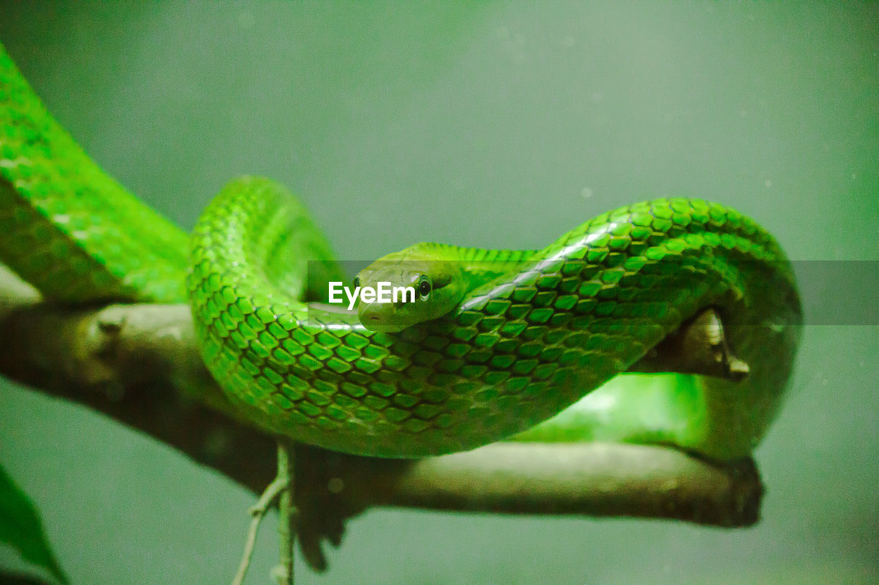 Corn snake is a popular snake. raising a pet hunt for small prey by shrinking 