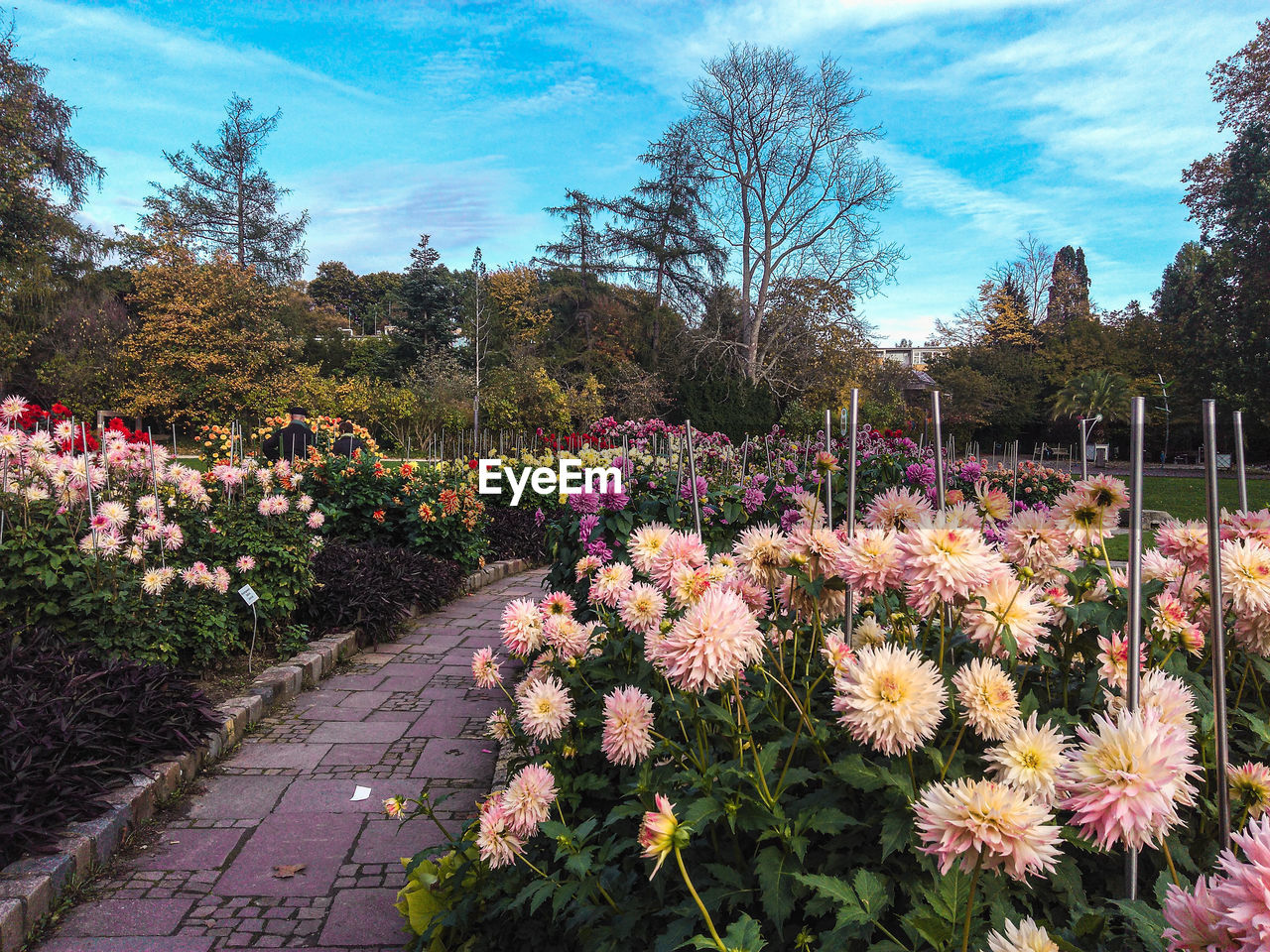 View of flowering plants in garden