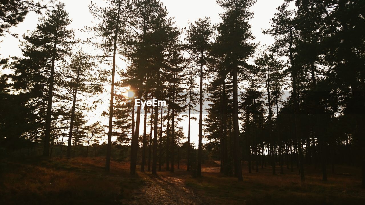 Low angle view of silhouette trees on field against clear sky