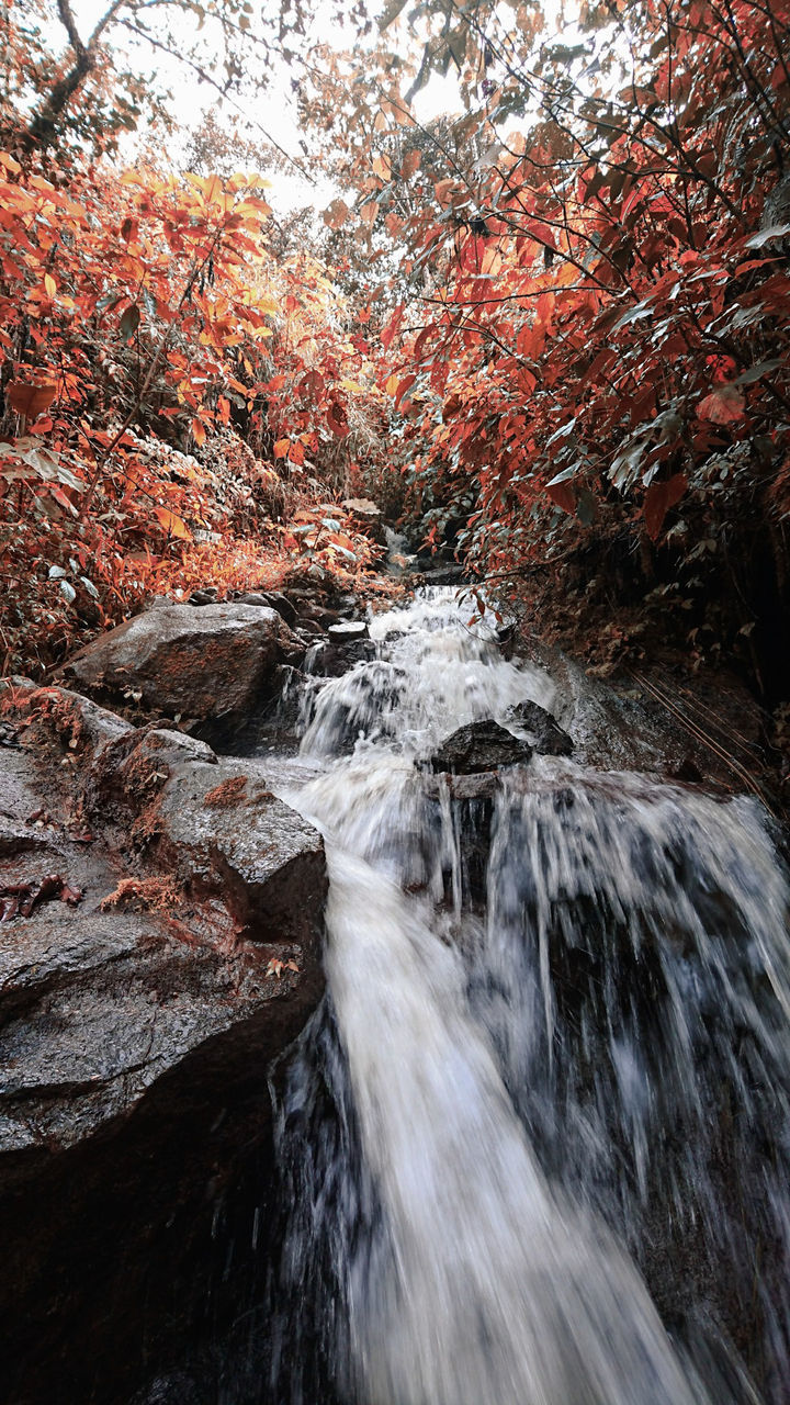 Stream flowing through rocks in forest