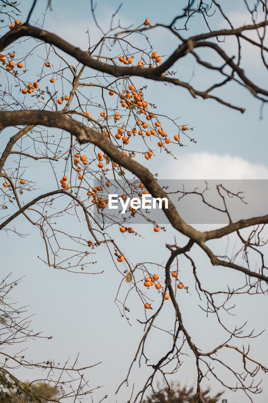 LOW ANGLE VIEW OF SILHOUETTE BARE TREE AGAINST SKY