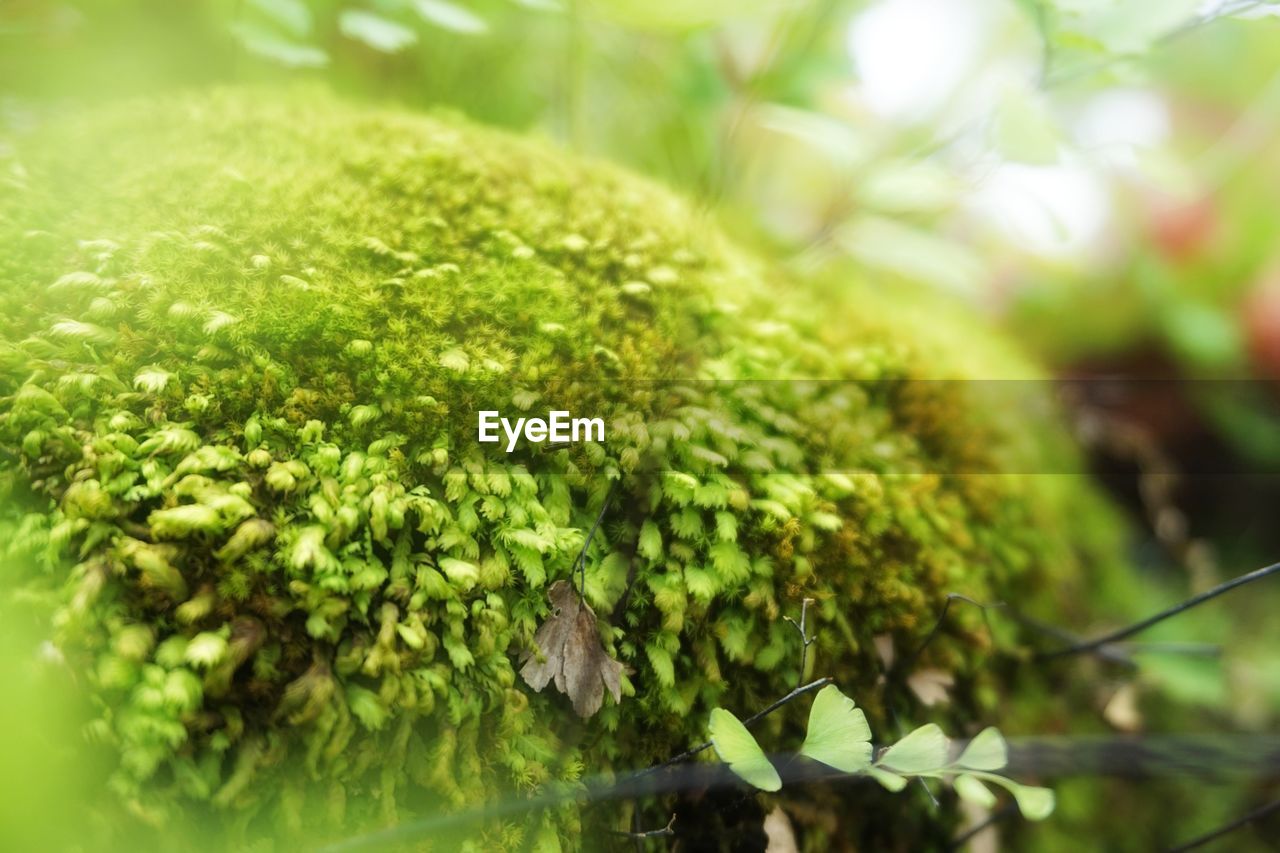 CLOSE-UP OF GREEN LEAVES ON MOSS