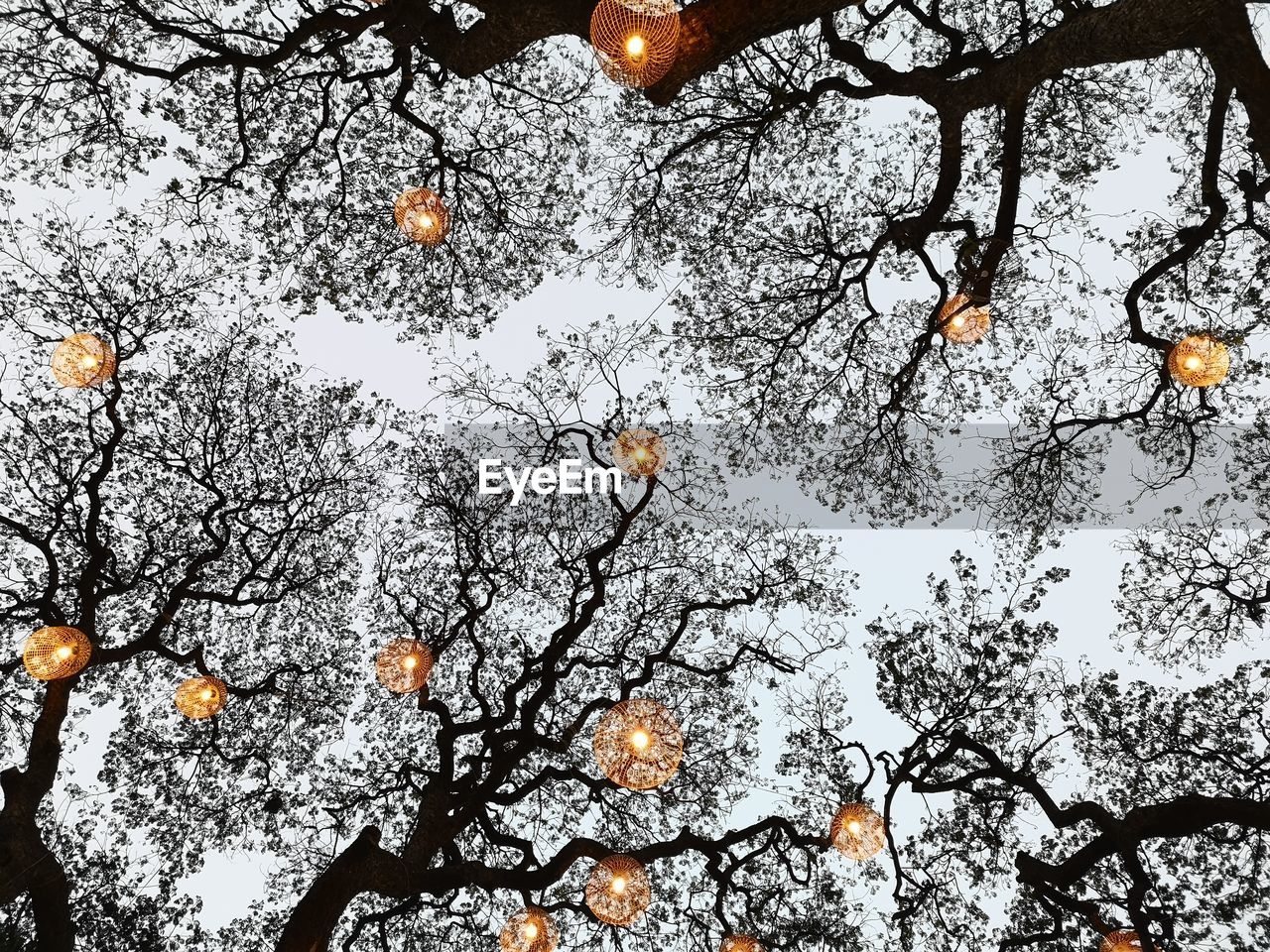 Low angle view of snow covered trees against sky