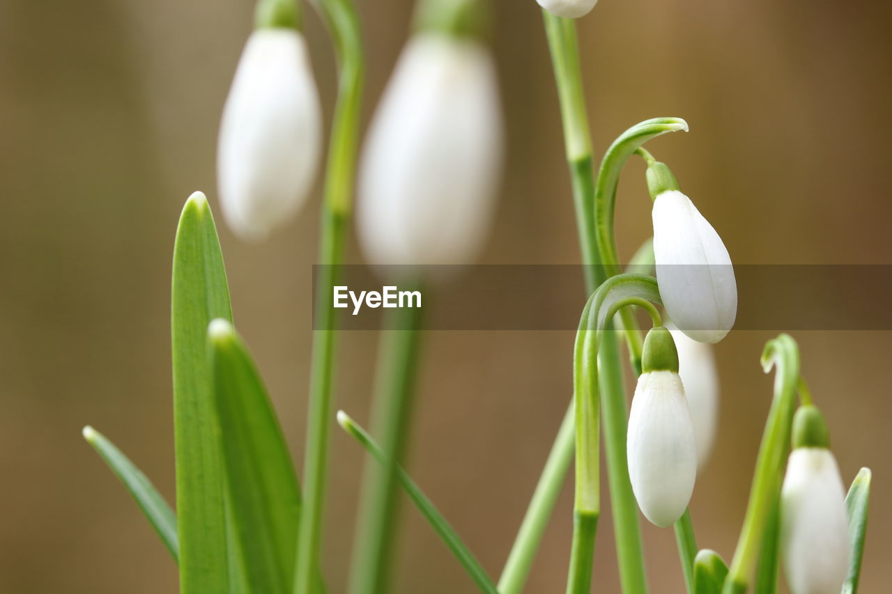 Close up of flowering and blooming snowdrops