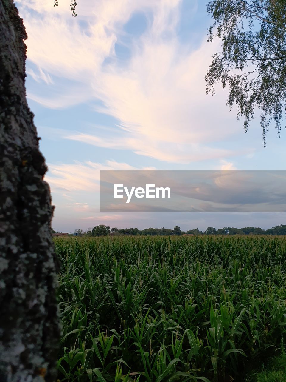 SCENIC VIEW OF FARM AGAINST SKY