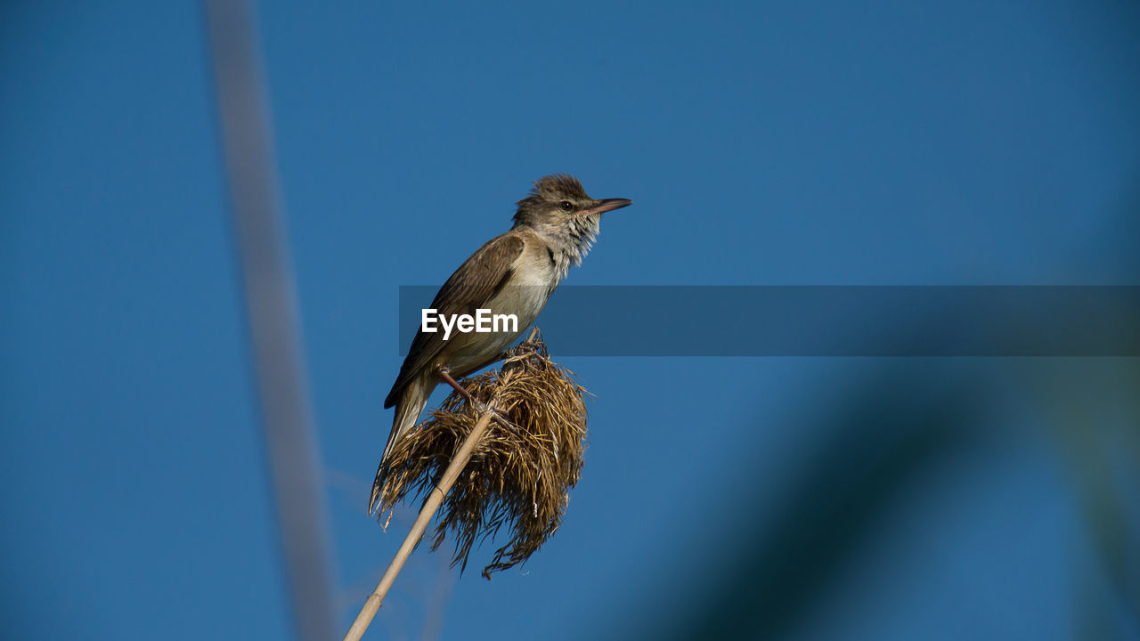 Close-up of bird perching on a plant against blue sky