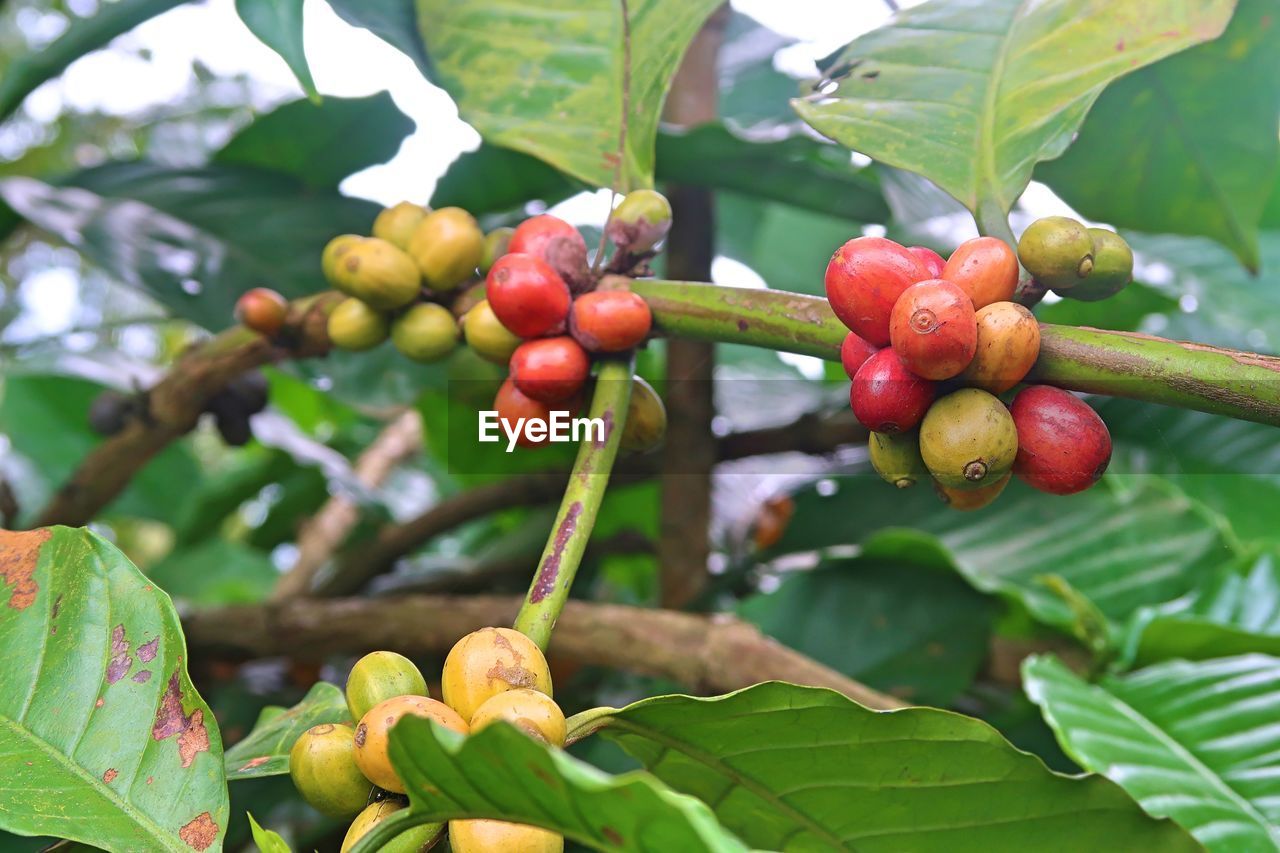 CLOSE-UP OF CHERRIES ON TREE