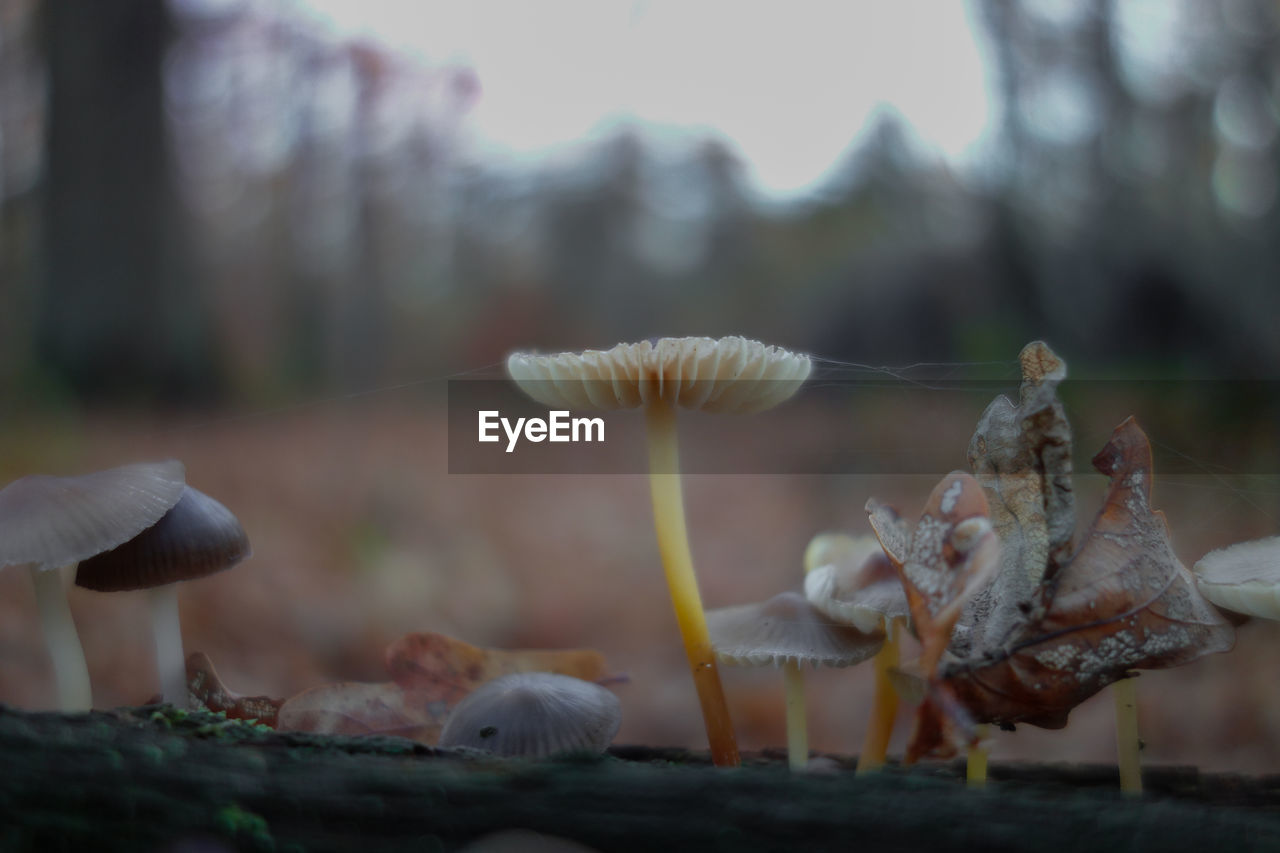 Close-up of mushroom growing in forest