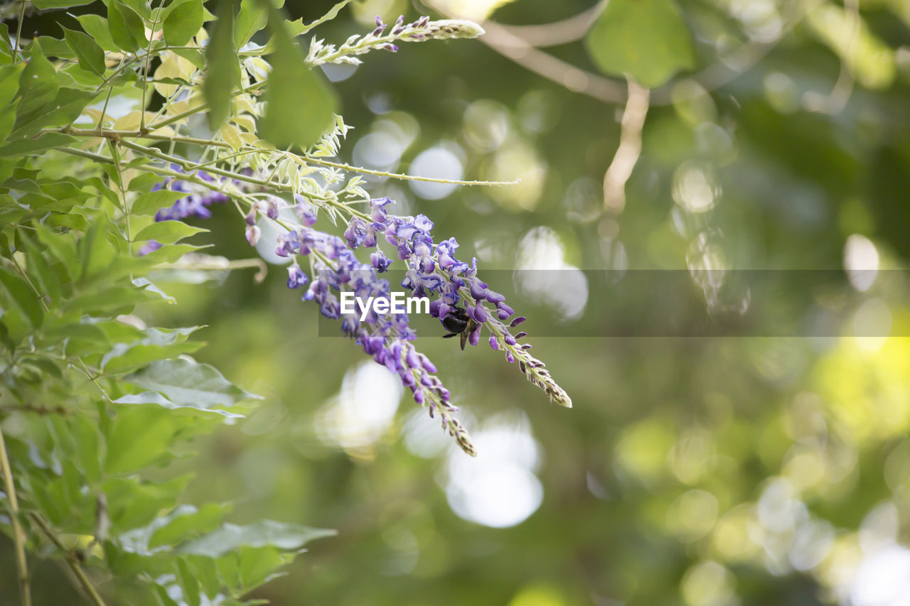 CLOSE-UP OF PURPLE FLOWERING PLANT AGAINST TREE