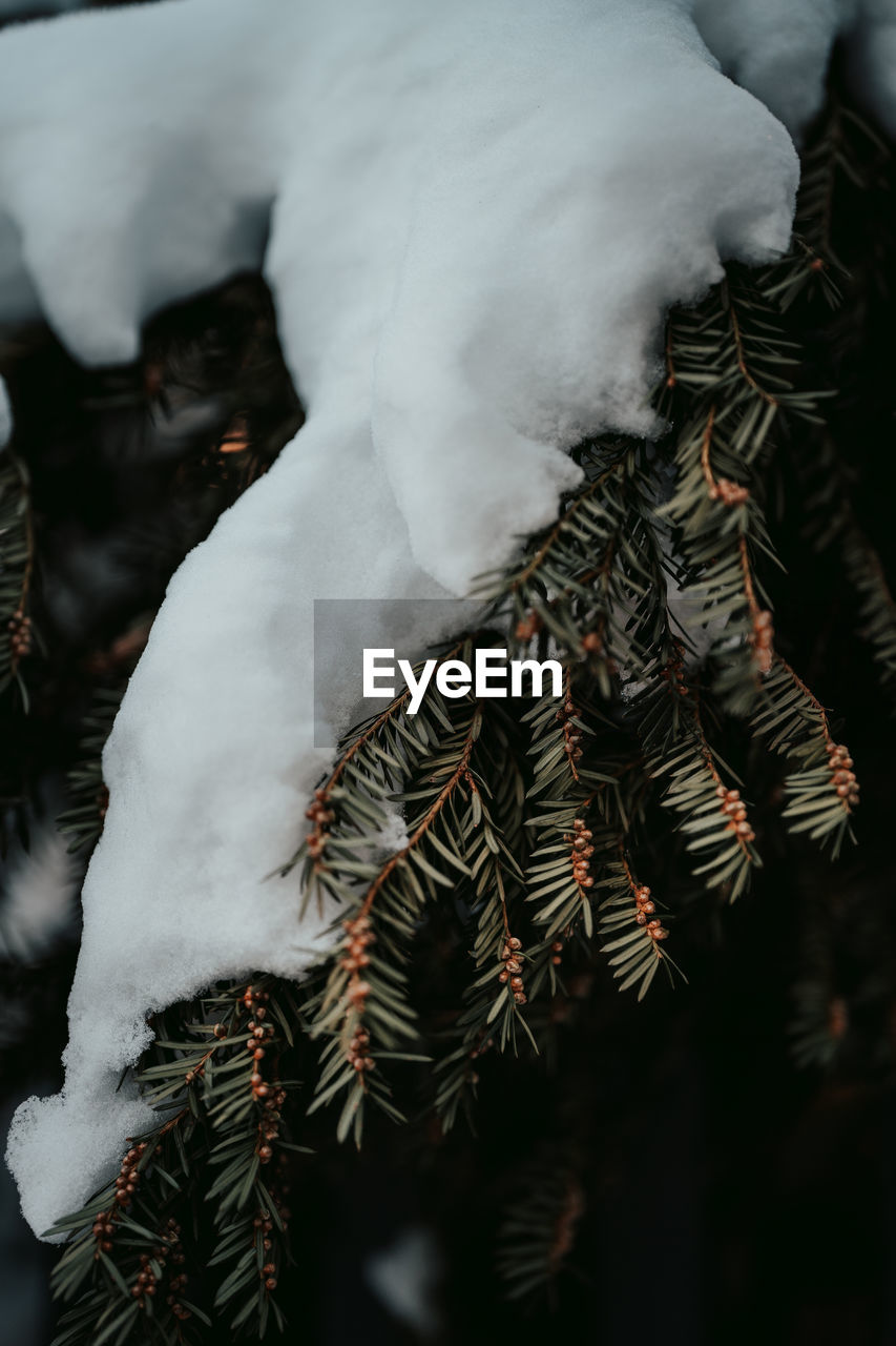 Close-up of snow on tree during winter