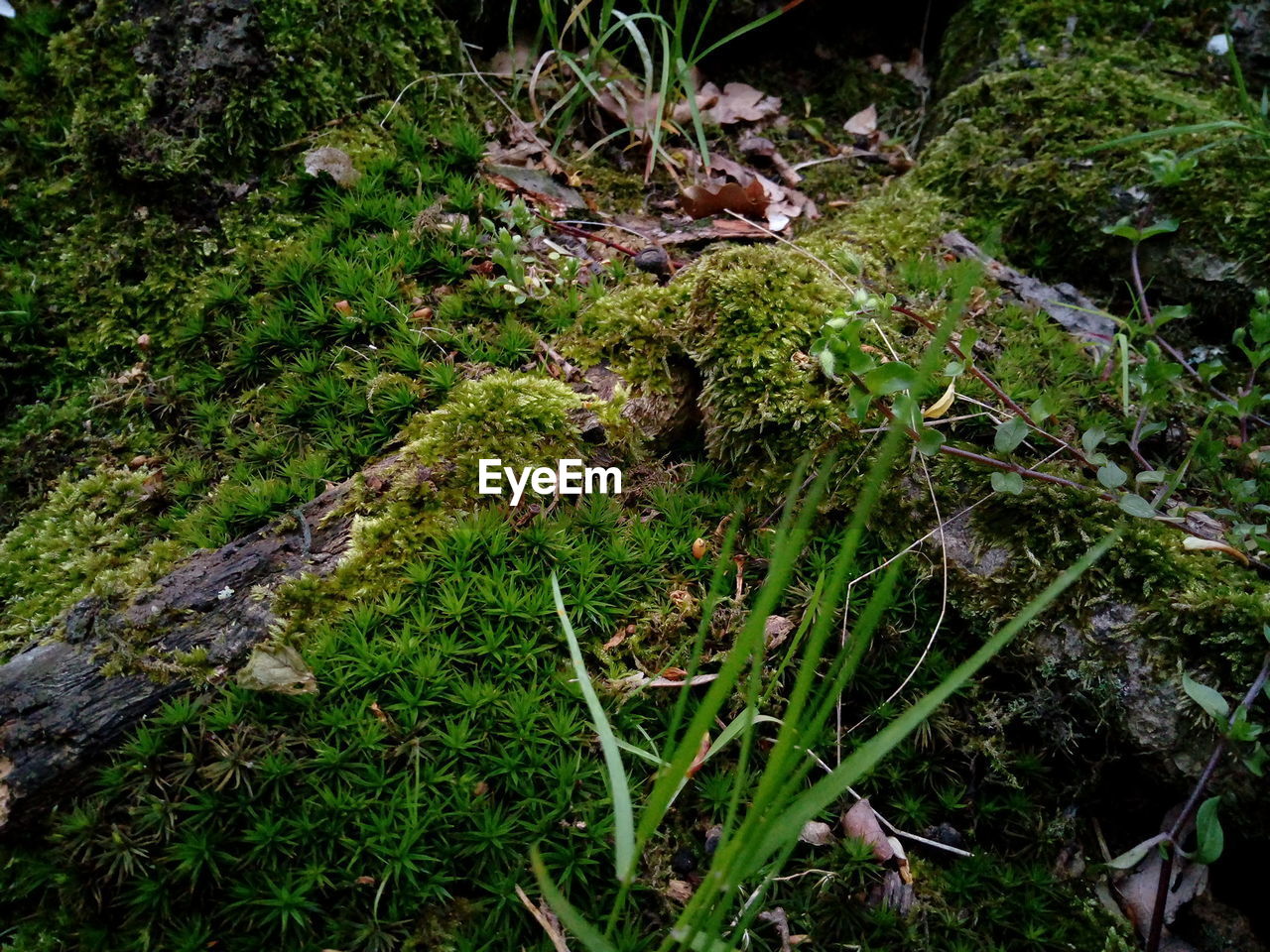 CLOSE-UP OF MUSHROOMS GROWING IN FOREST