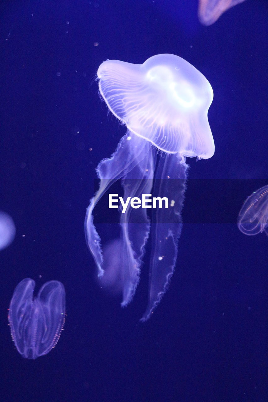 CLOSE-UP OF JELLYFISH UNDERWATER