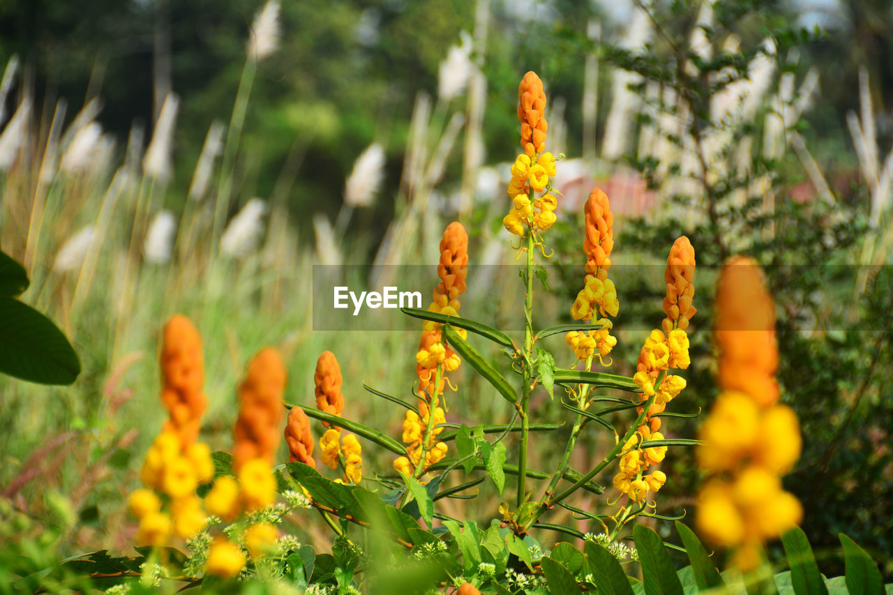 CLOSE-UP OF YELLOW FLOWERING PLANT ON LAND