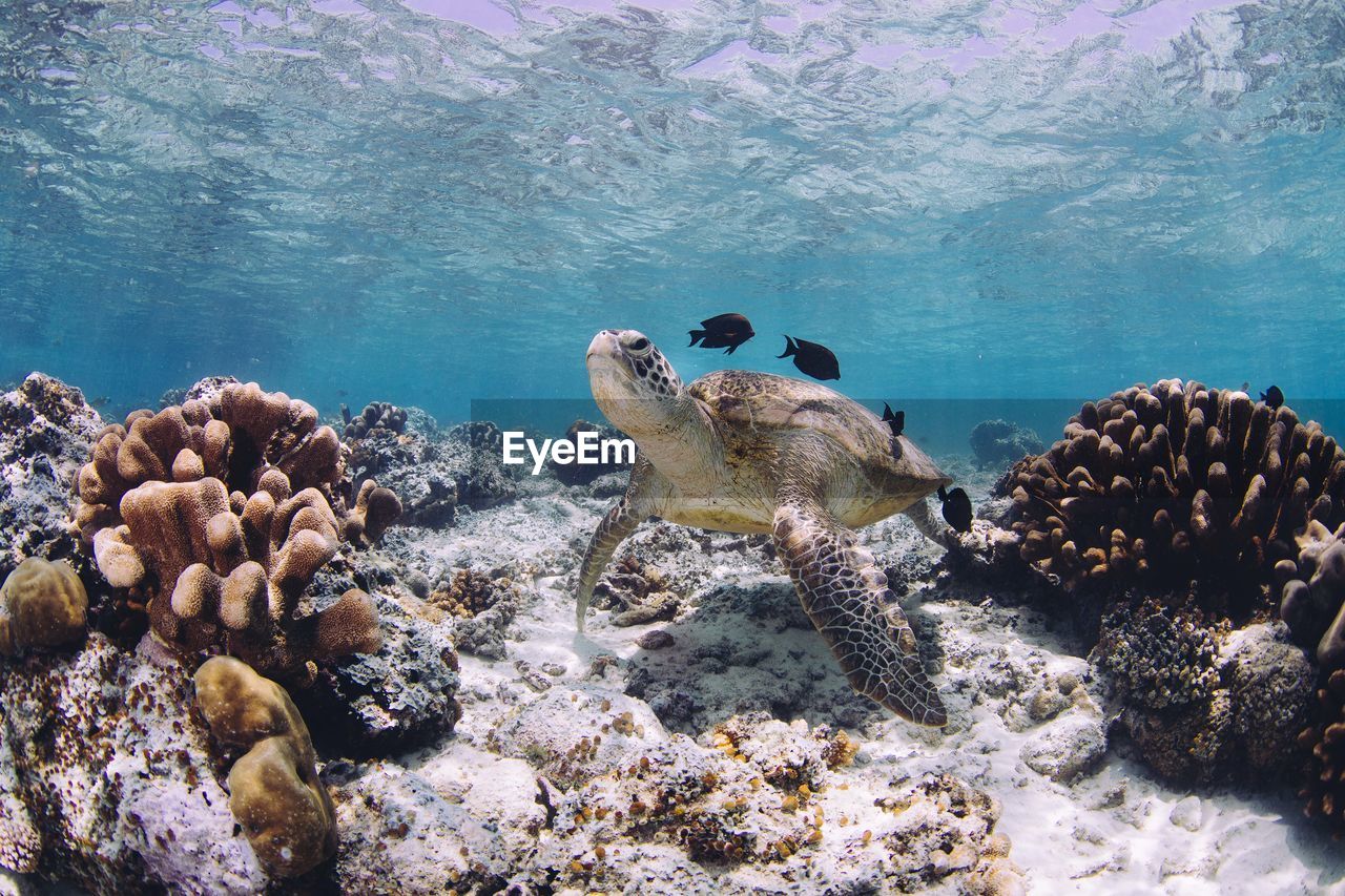 Close-up of turtle swimming in sea