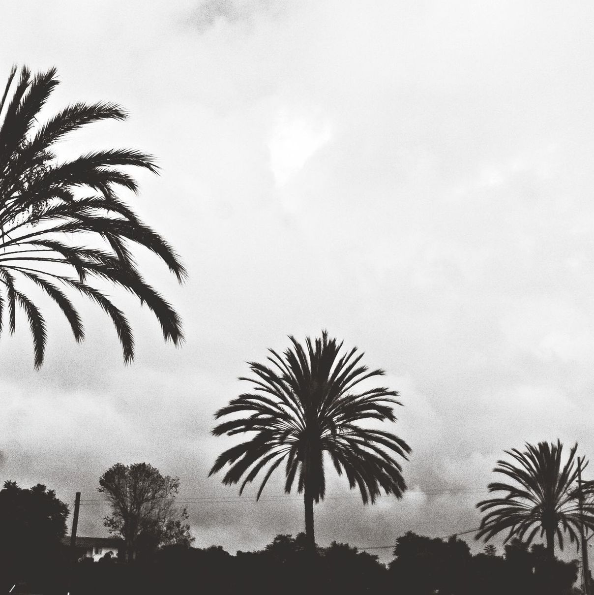 Low angle view of palm tree against sky