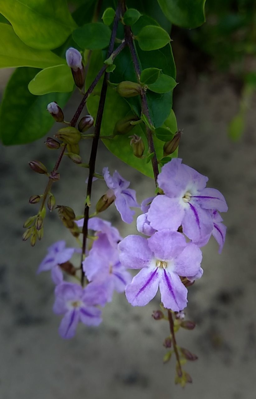 CLOSE-UP OF PURPLE FLOWERS ON BRANCH