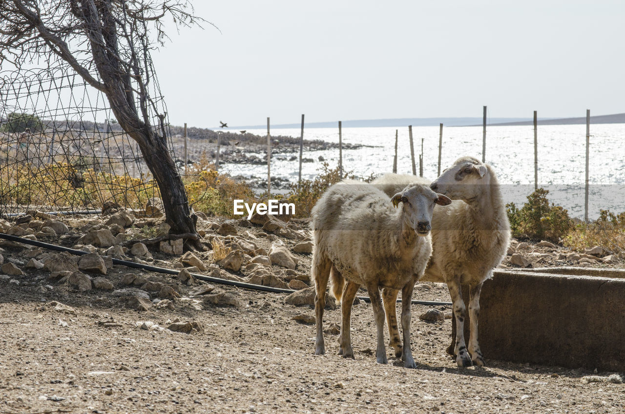 VIEW OF SHEEP STANDING ON FIELD