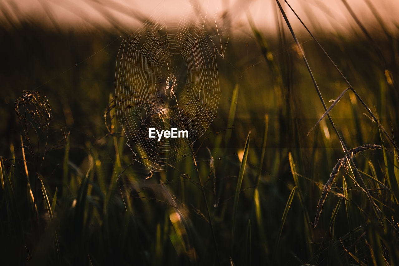 plant, sunlight, nature, grass, beauty in nature, field, land, growth, sunset, landscape, rural scene, no people, cereal plant, close-up, tranquility, agriculture, sky, crop, light, environment, focus on foreground, outdoors, macro photography, selective focus, scenics - nature, fragility, summer, plain, twilight, barley, sun, meadow, leaf, tranquil scene, flower, reflection, freshness, day, gold, non-urban scene, backgrounds