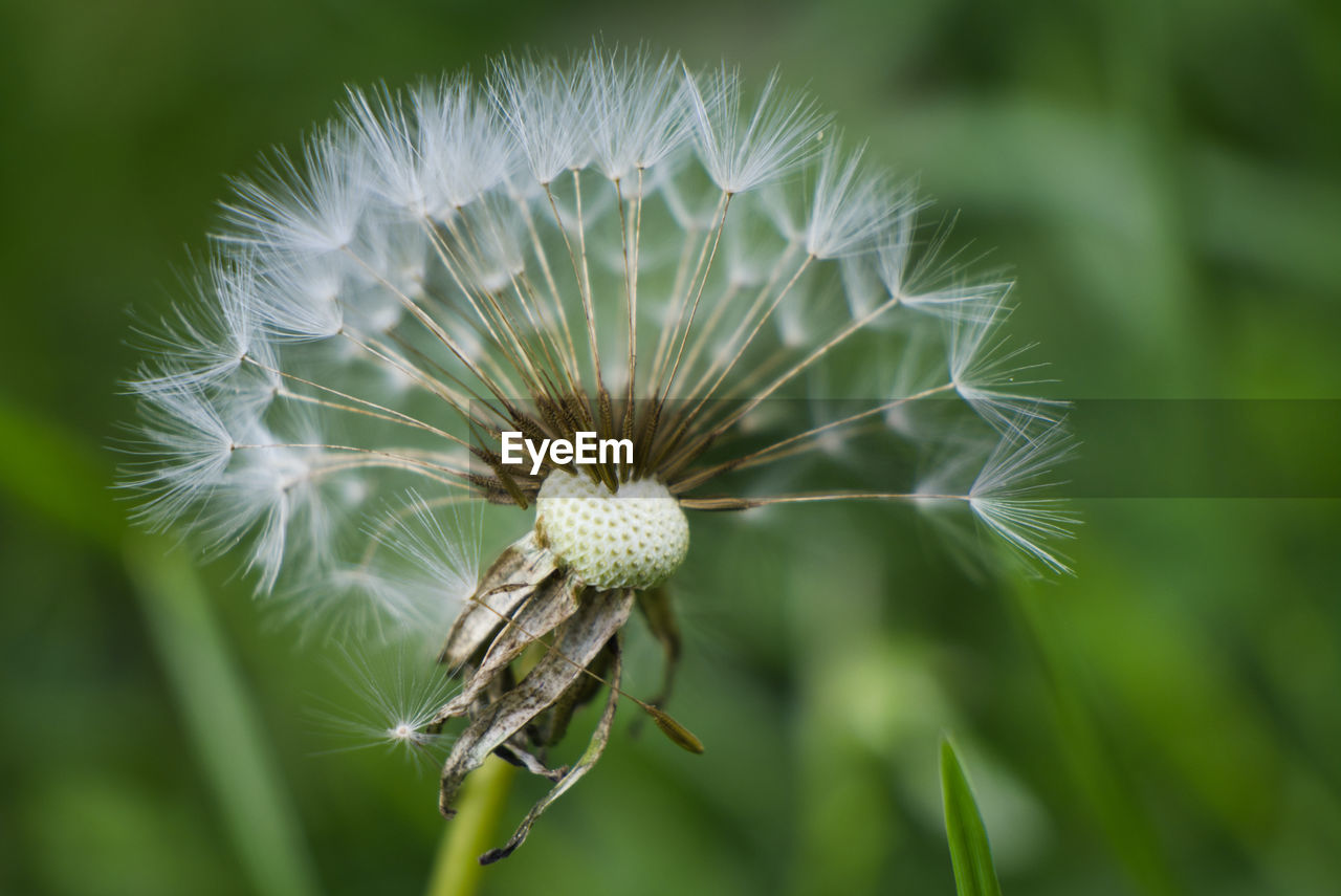 Close-up of white dandelion flower