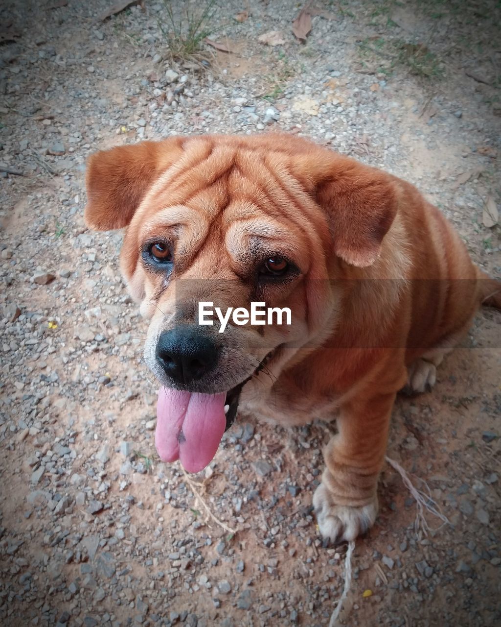 CLOSE-UP PORTRAIT OF DOG