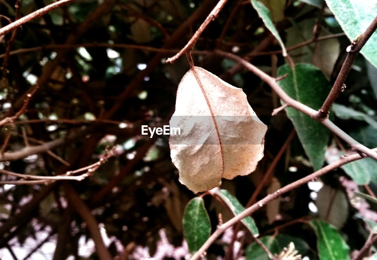 CLOSE-UP OF LEAVES ON TREE