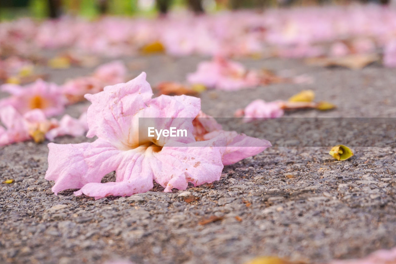 CLOSE-UP OF PINK PETALS ON STREET