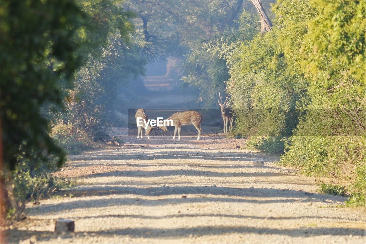 VIEW OF DEER ON ROAD AMIDST TREES