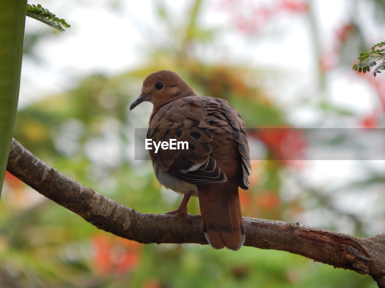 CLOSE-UP OF BIRD PERCHING ON TWIG