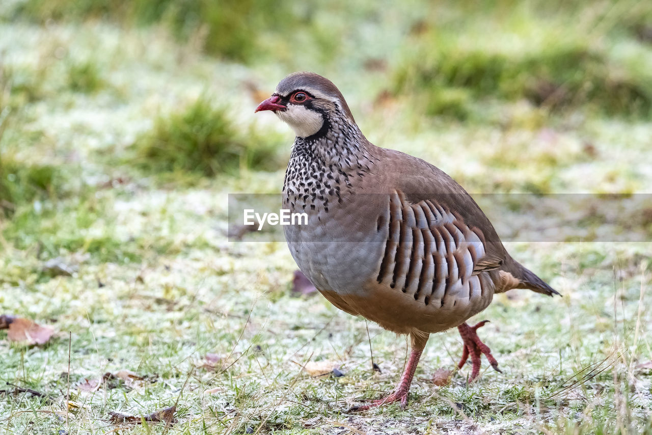 CLOSE-UP OF A BIRD IN THE FIELD