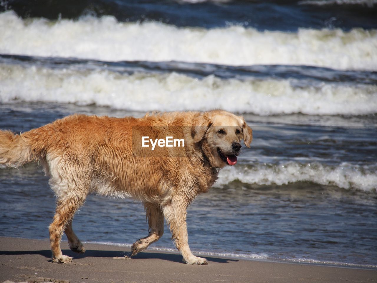 FULL LENGTH OF DOG ON BEACH