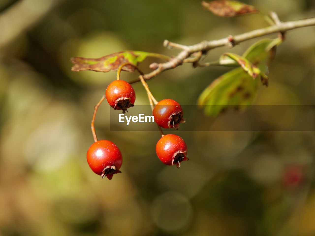 CLOSE-UP OF RED CHERRIES GROWING ON TREE