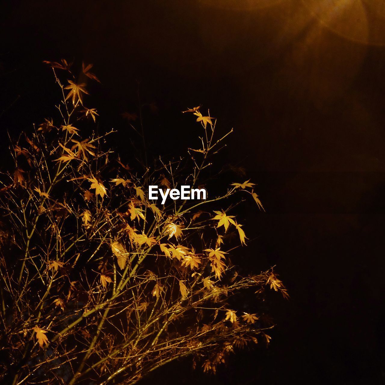 LOW ANGLE VIEW OF TREES AT NIGHT