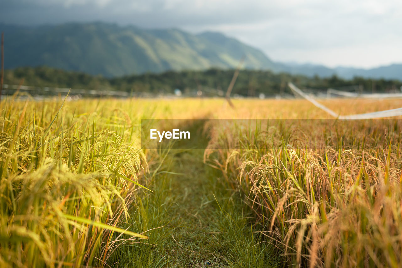 CROPS GROWING ON FIELD AGAINST SKY