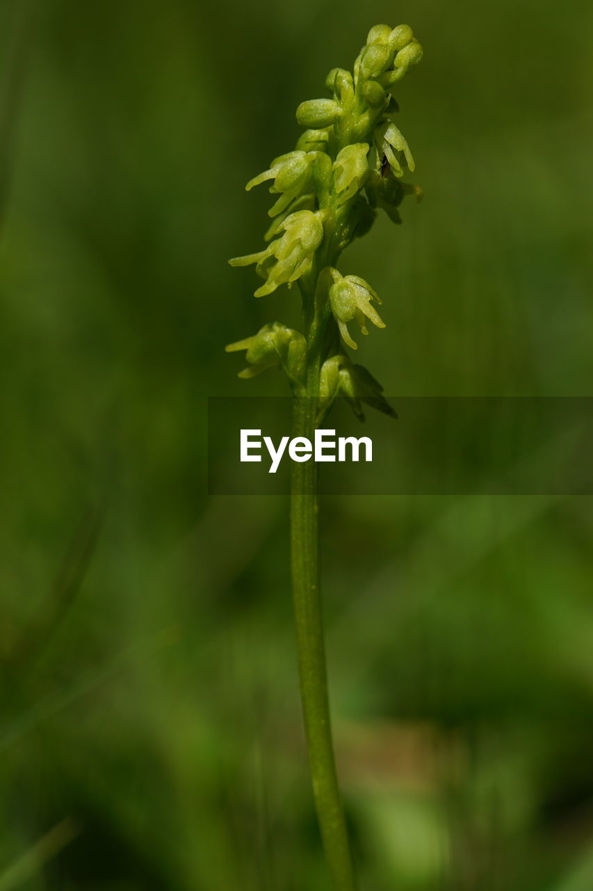 CLOSE-UP OF FRESH GREEN PLANT WITH BUDS