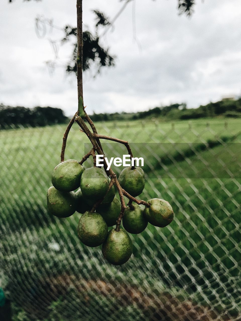 CLOSE-UP OF FRUIT ON TREE