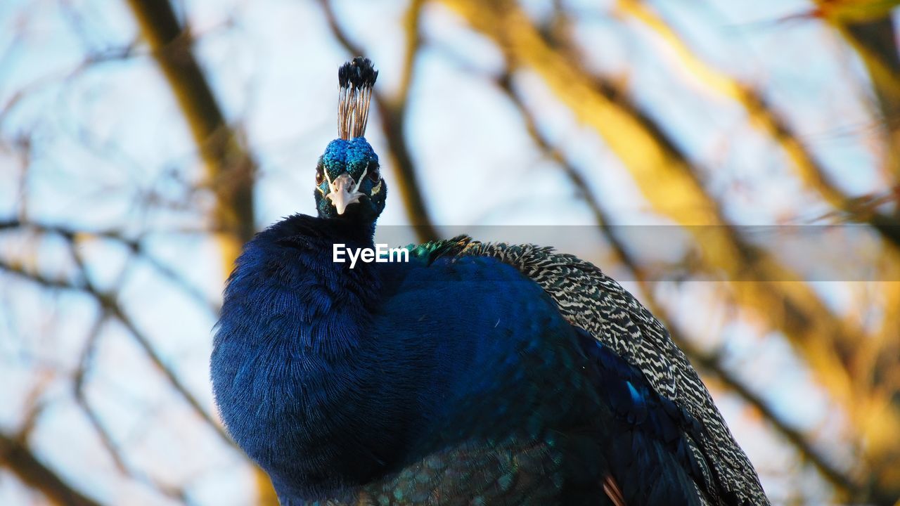 animal, animal themes, blue, bird, animal wildlife, one animal, wildlife, nature, tree, peacock, branch, no people, beauty in nature, outdoors, feather, close-up, plant, day, focus on foreground, animal body part