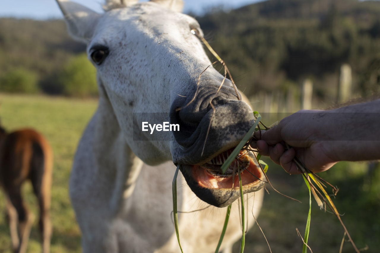 A white mare is eating grass