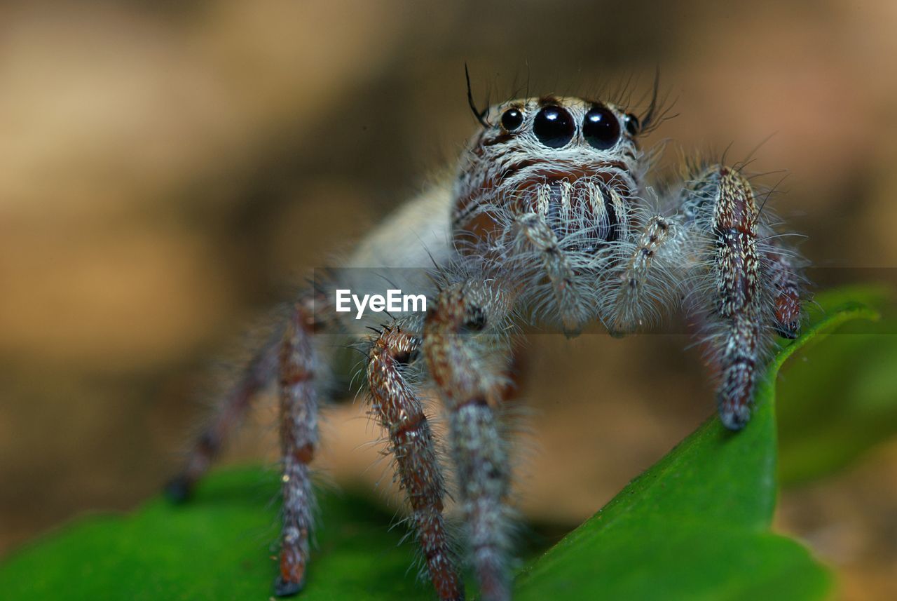 Close-up of spider