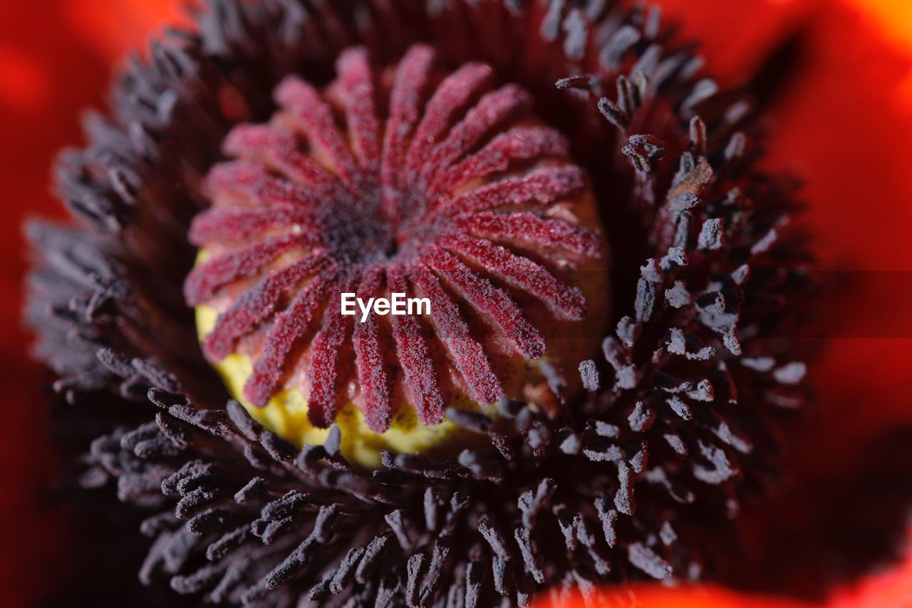 CLOSE-UP OF RED ROSE FLOWER