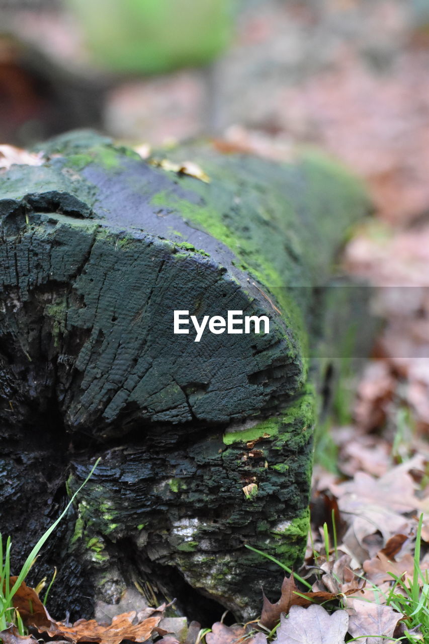 CLOSE-UP VIEW OF DEAD TREE