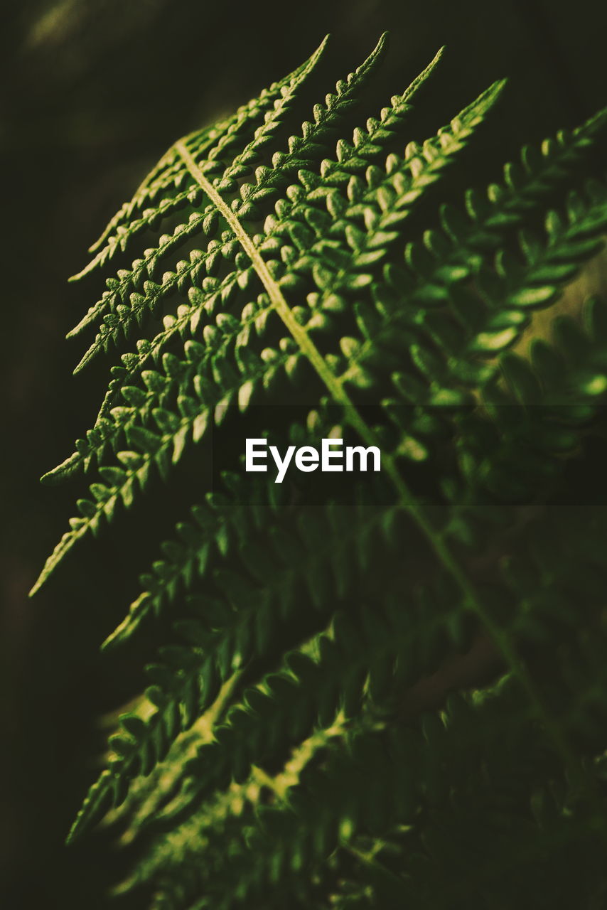 Close-up of fern leaves