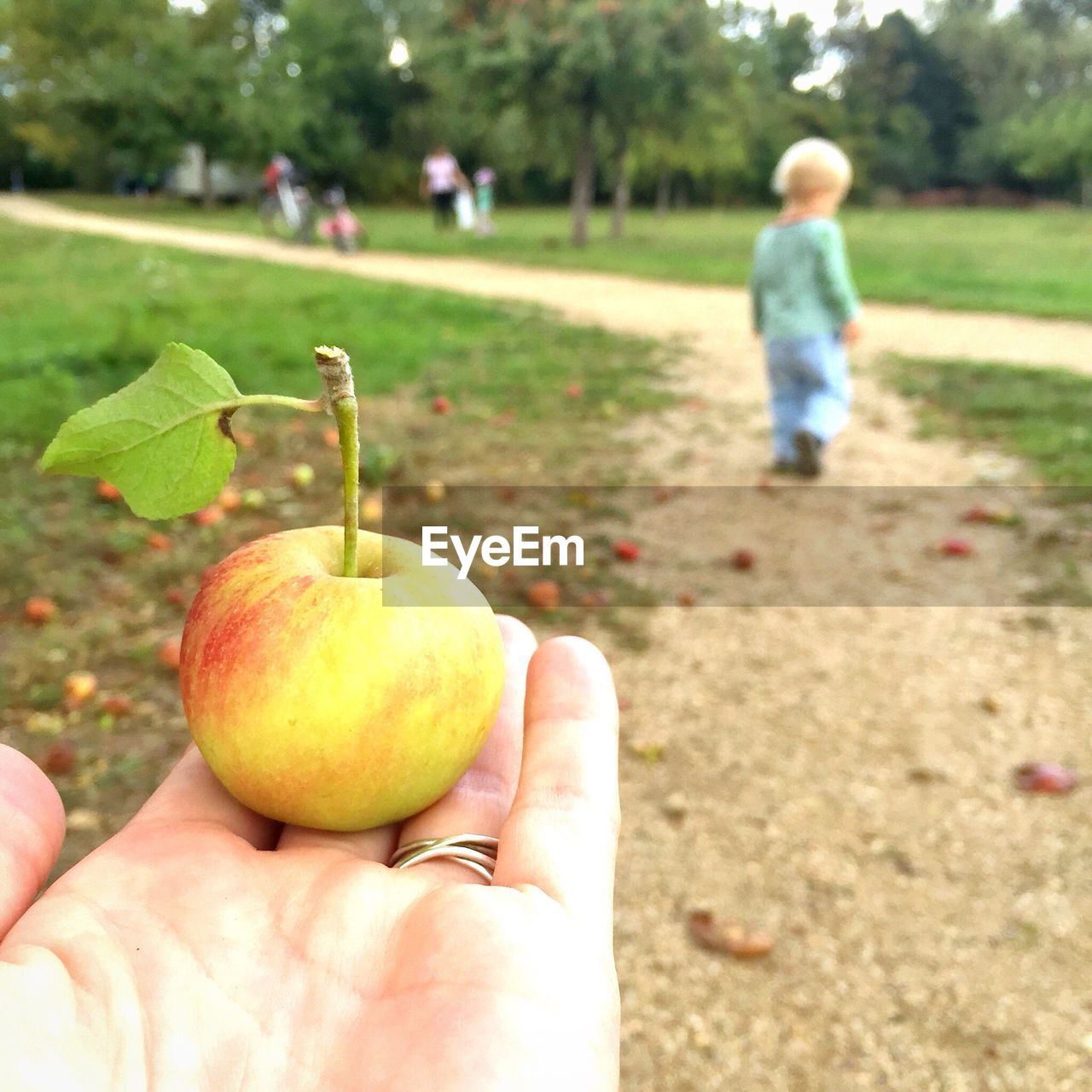 Close-up of cropped hand holding apple at orchard