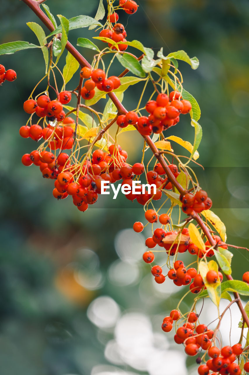 Close-up of red berries on tree