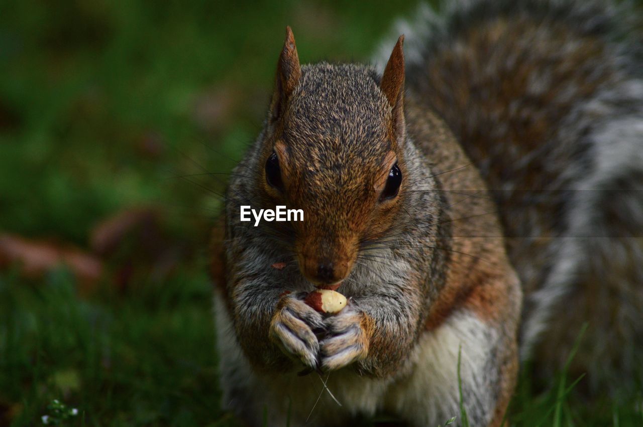 CLOSE-UP OF SQUIRREL ON A FIELD